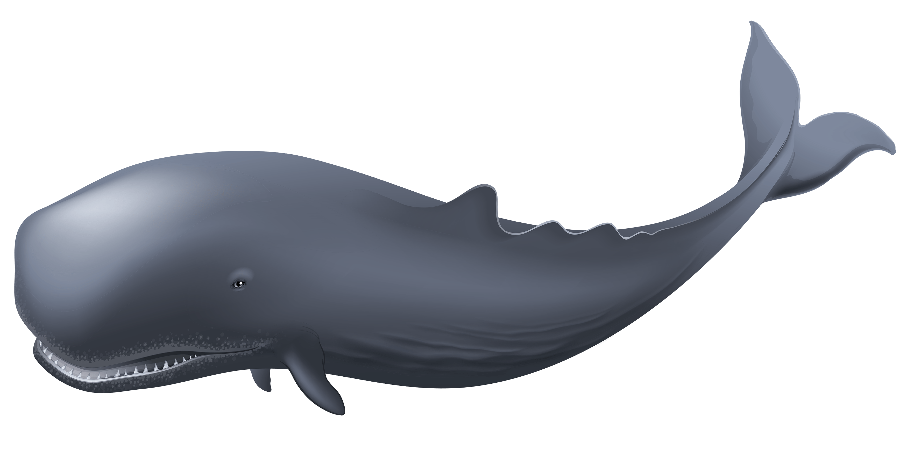 Bowhead Whales PNG Images HD
