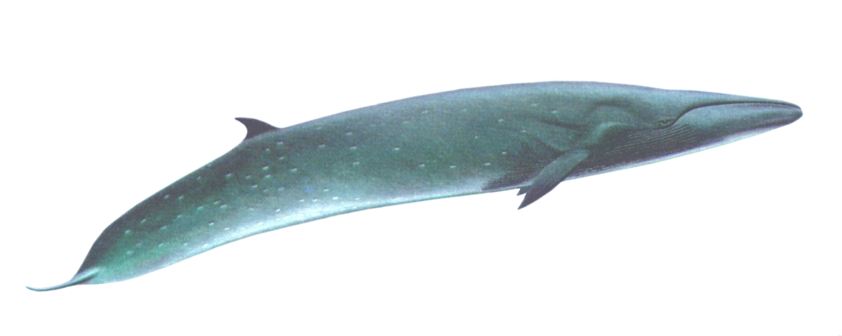 Bowhead Whales PNG Photo Image