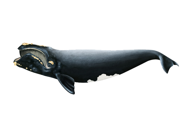 Bowhead Whales PNG Photos