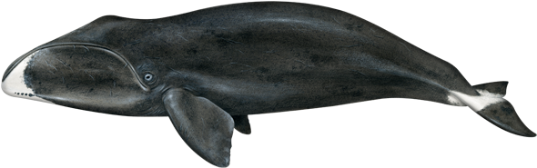 Bowhead Whales Transparent Image