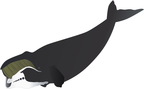 Bowhead Whales Transparent Images