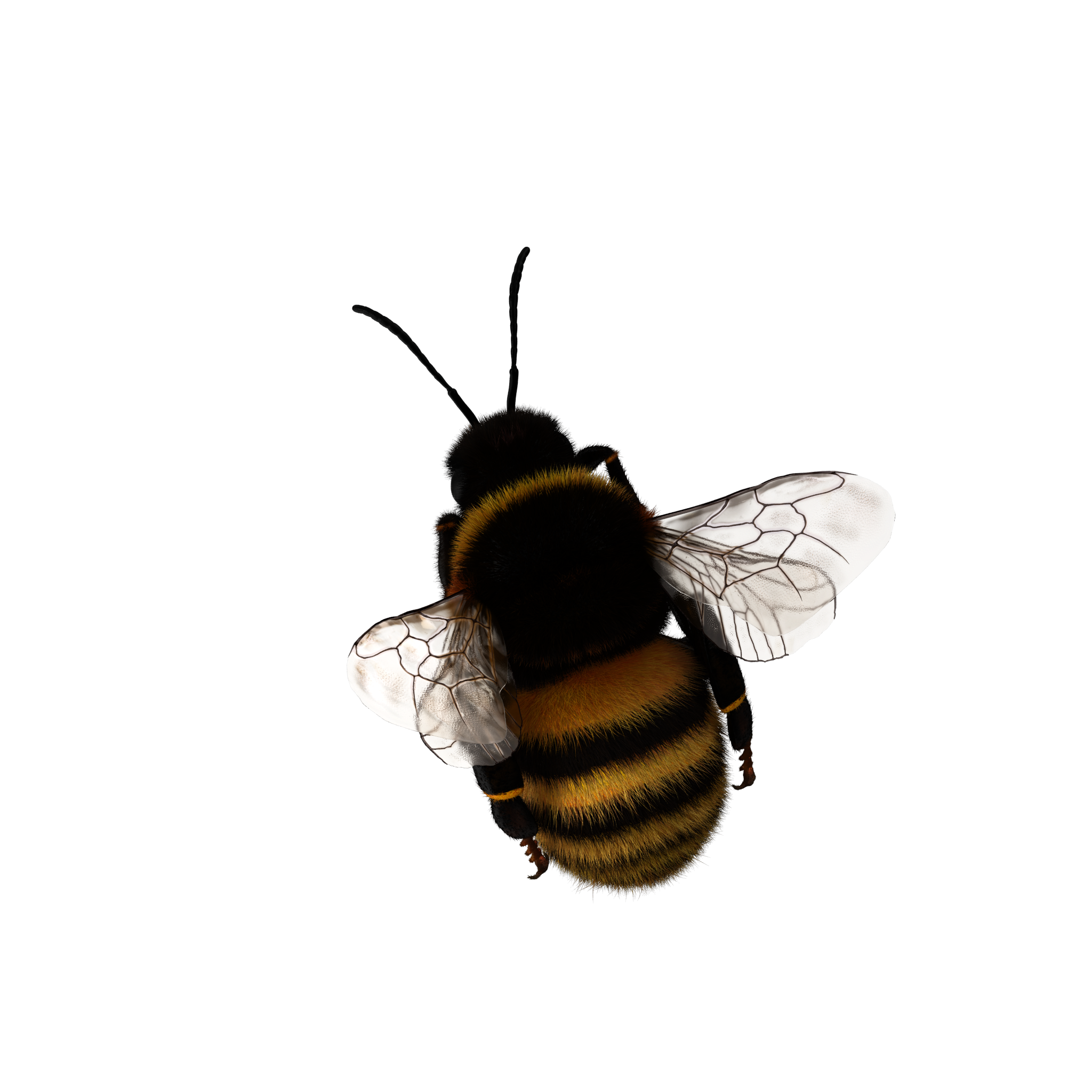Bumblebee Insect Download Free PNG