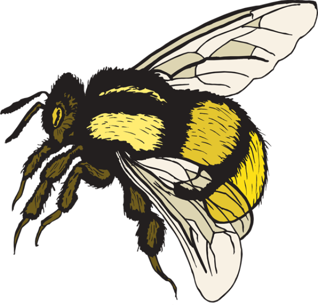 Bumblebee Insect PNG Photo Image