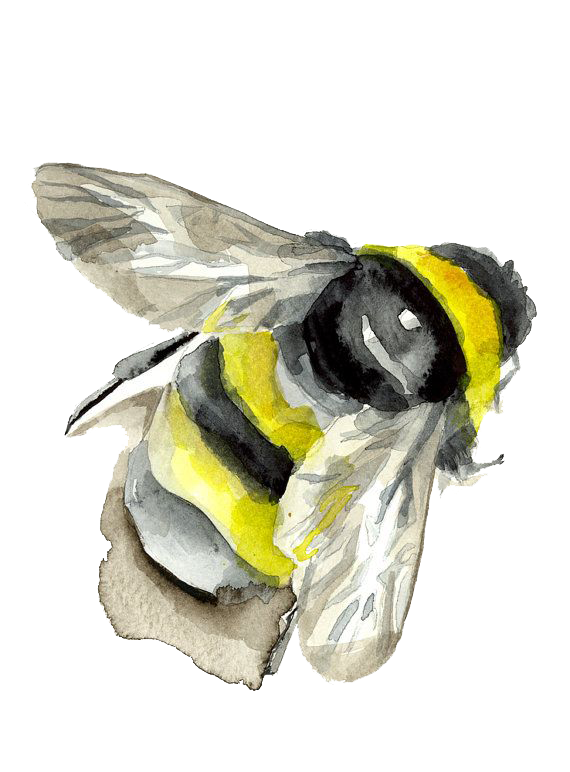 Bumblebee Insect PNG Photos