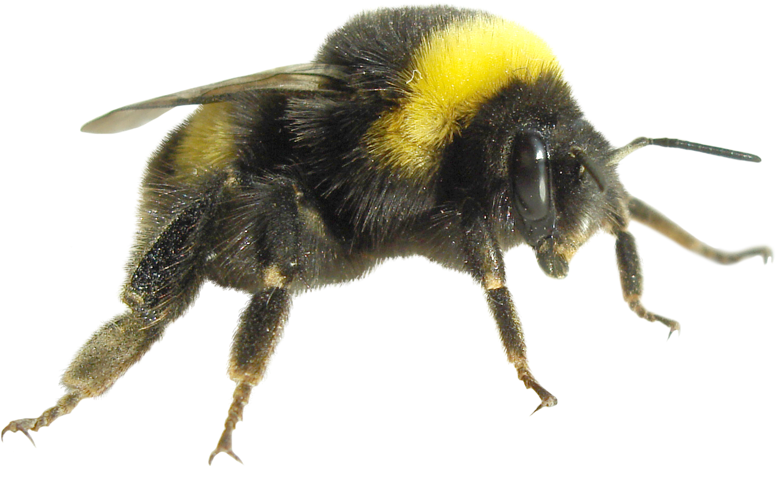Bumblebee Insect PNG Pic Background