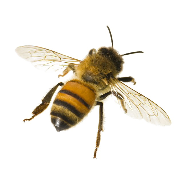 Bumblebee Insect Transparent Background