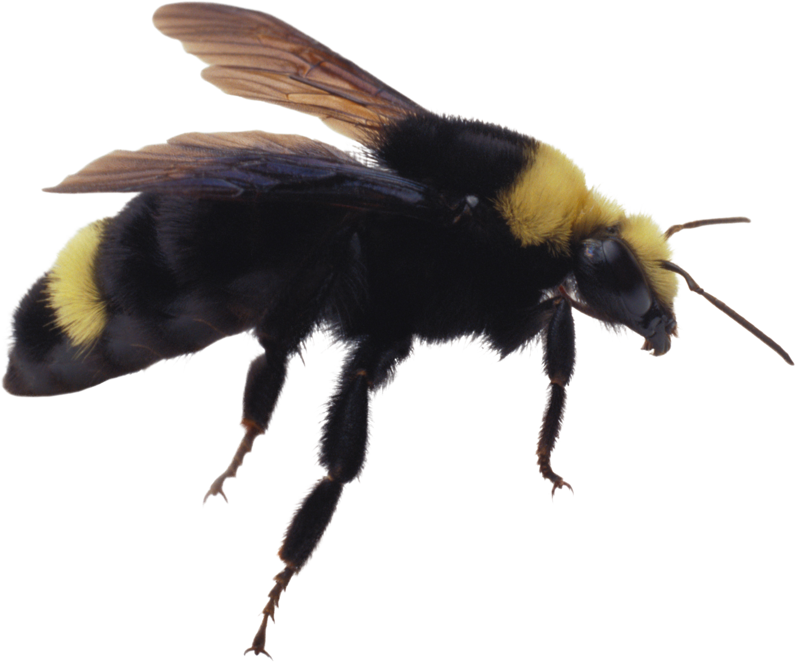 Bumblebee Insect Transparent Image