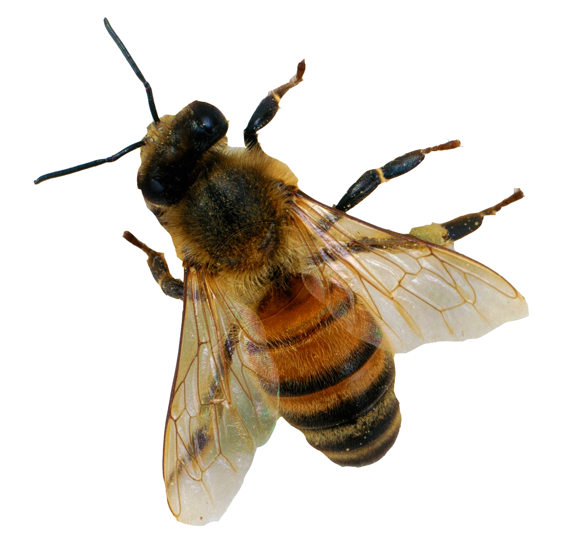 Immagine trasparente di insetti Bumblebees