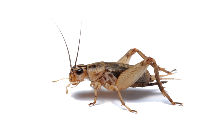 Bush Crickets PNG Photo Image