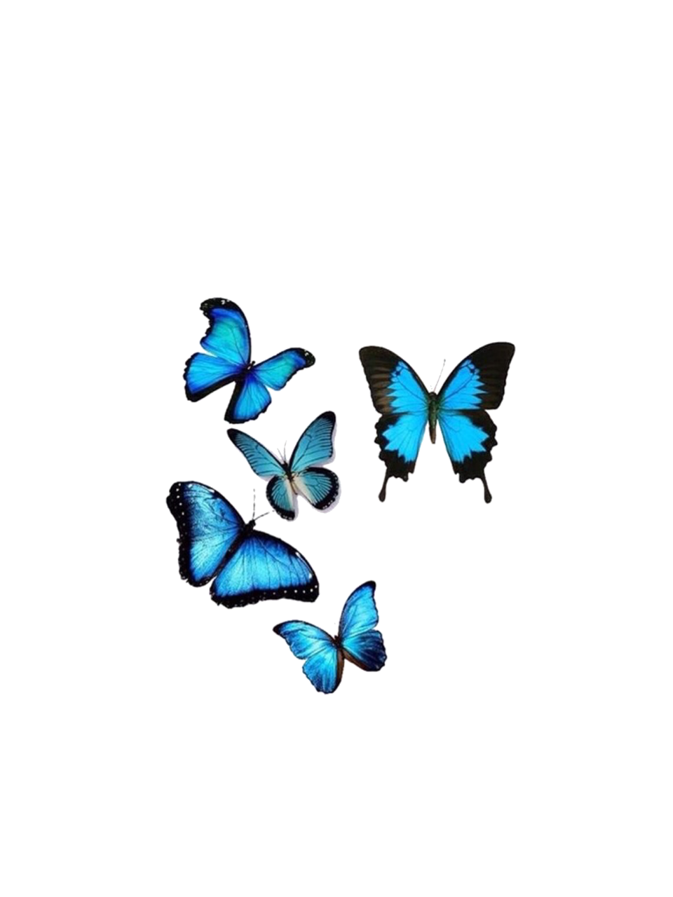 Butterfly Png Images  Browse 26230 Stock Photos Vectors and Video   Adobe Stock
