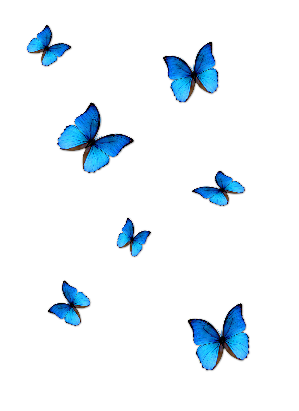 Butterflies PNG Background