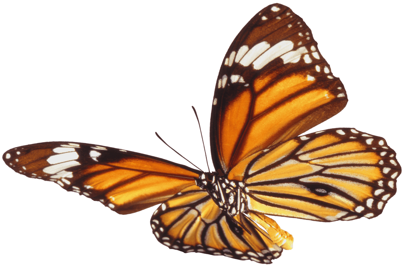 Butterflies PNG Photo Image
