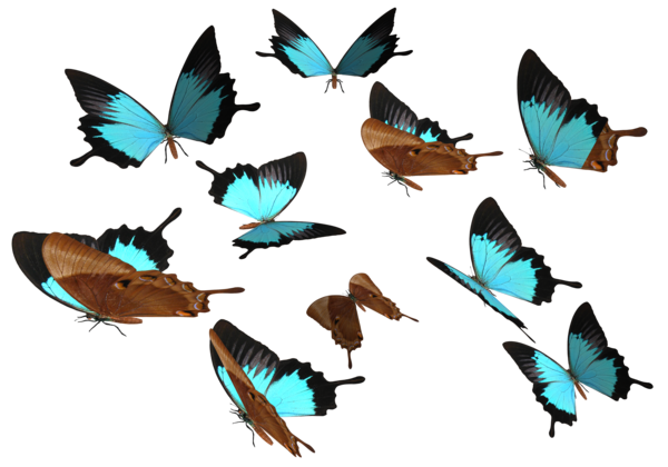 Butterflies Transparent File