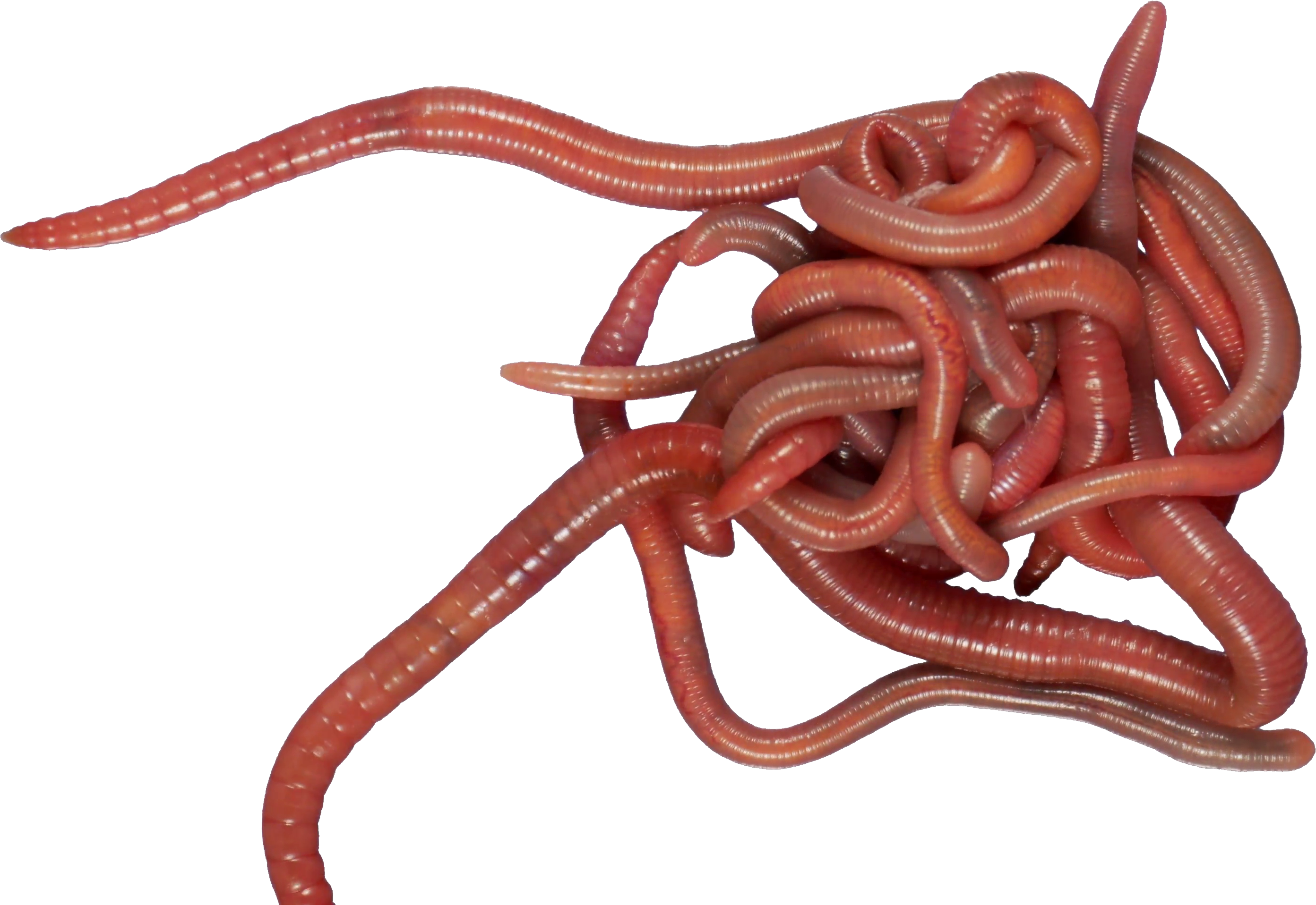 Caecilians Background PNG Image
