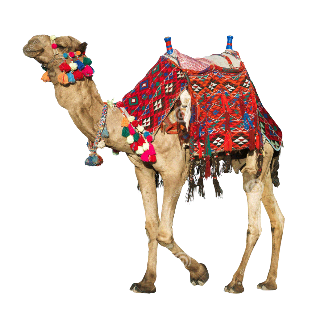 Camels Background PNG