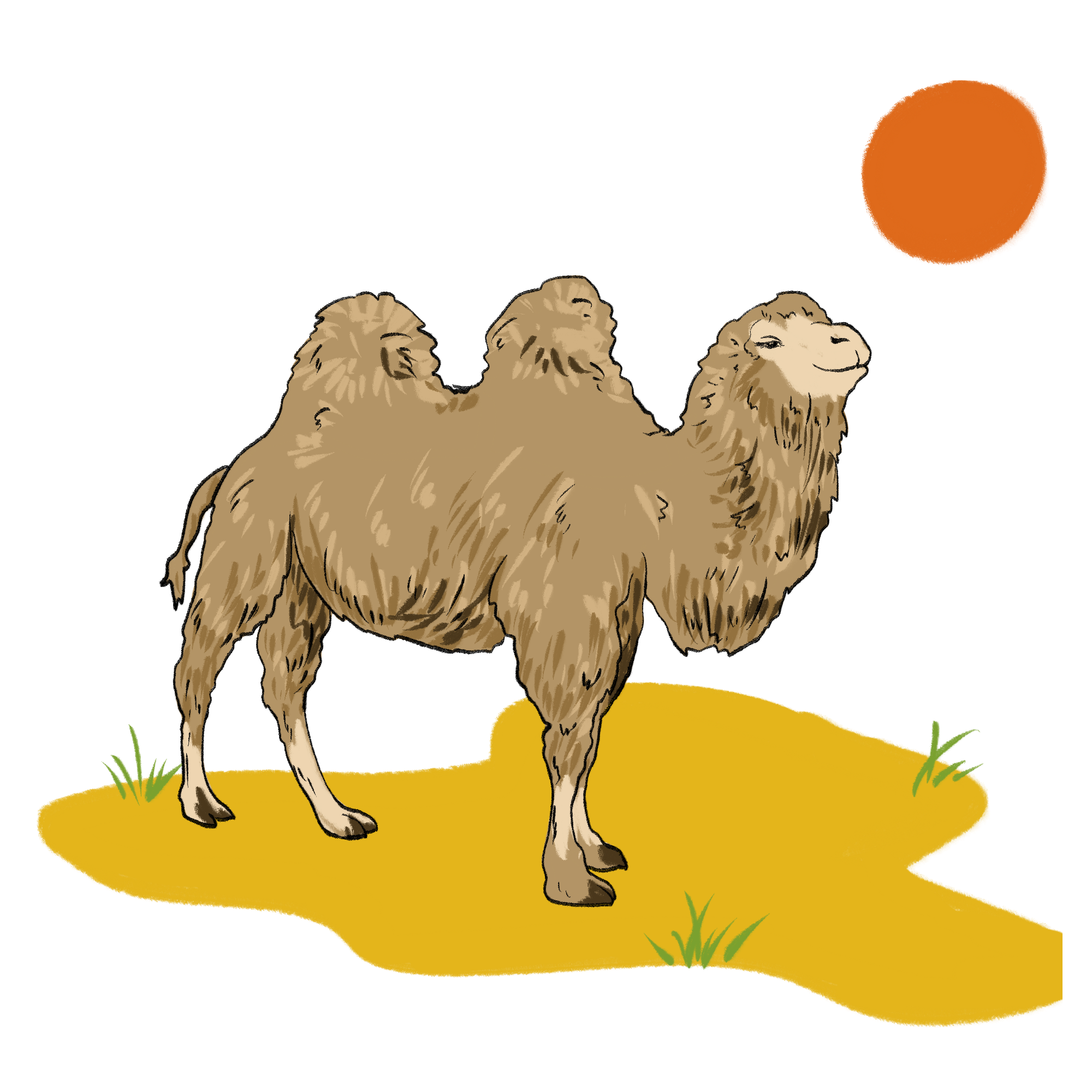 Camels Free PNG