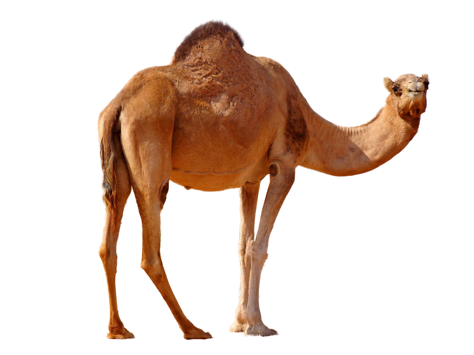 Camels PNG Background