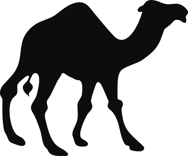 Camels PNG HD Quality