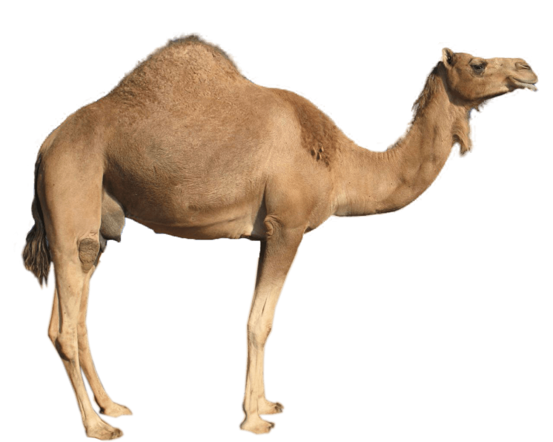 Camels Transparent Background
