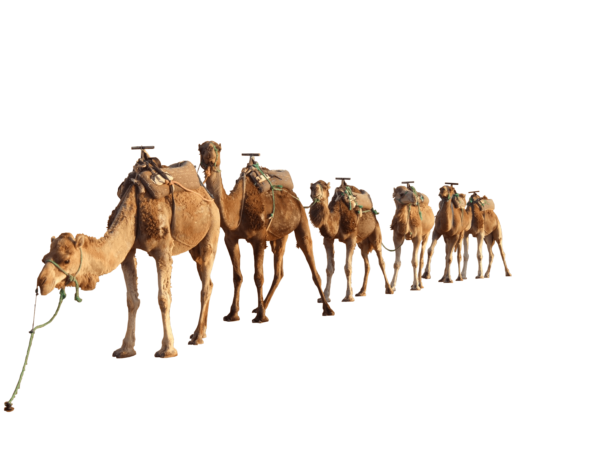 Camels Transparent File