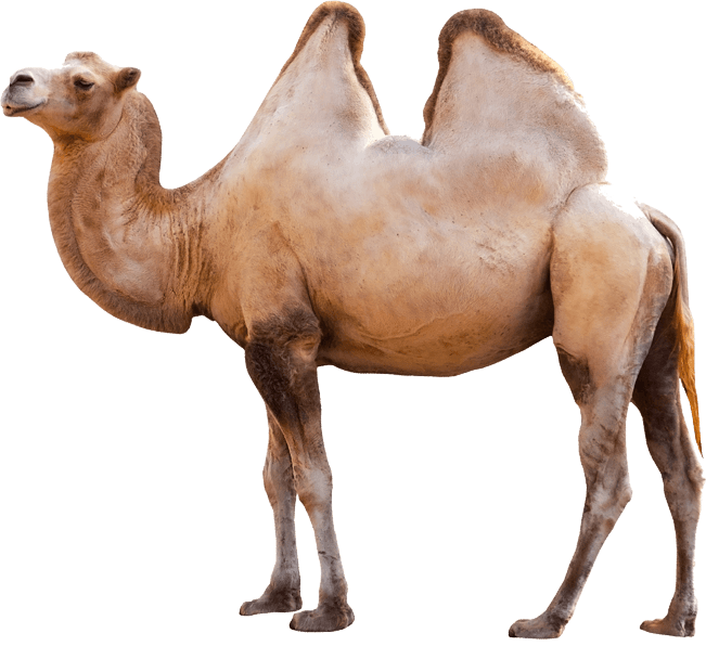 Camels Transparent Free PNG