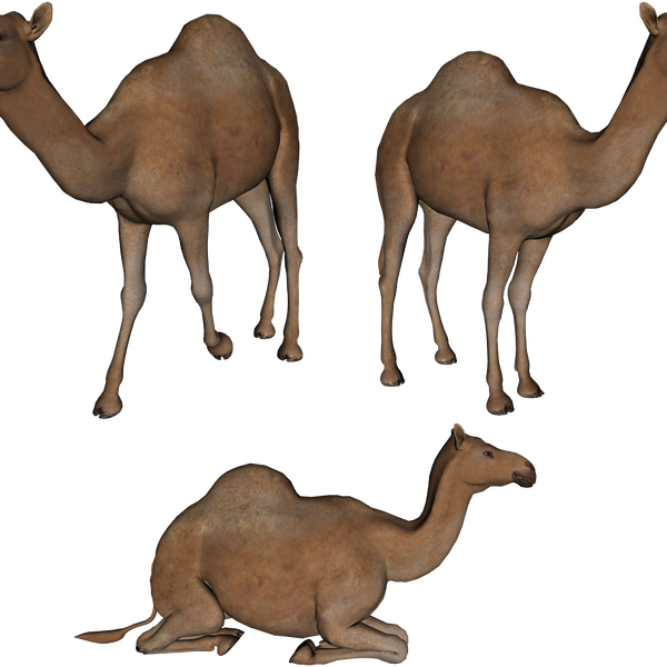 Camels Transparent Images