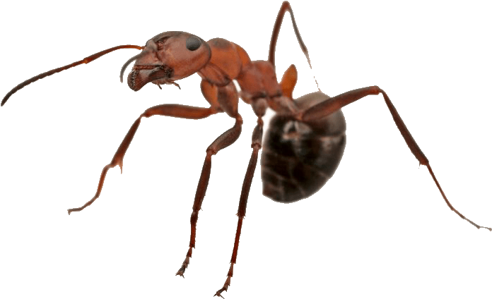 Carpenter Ant Background PNG Image