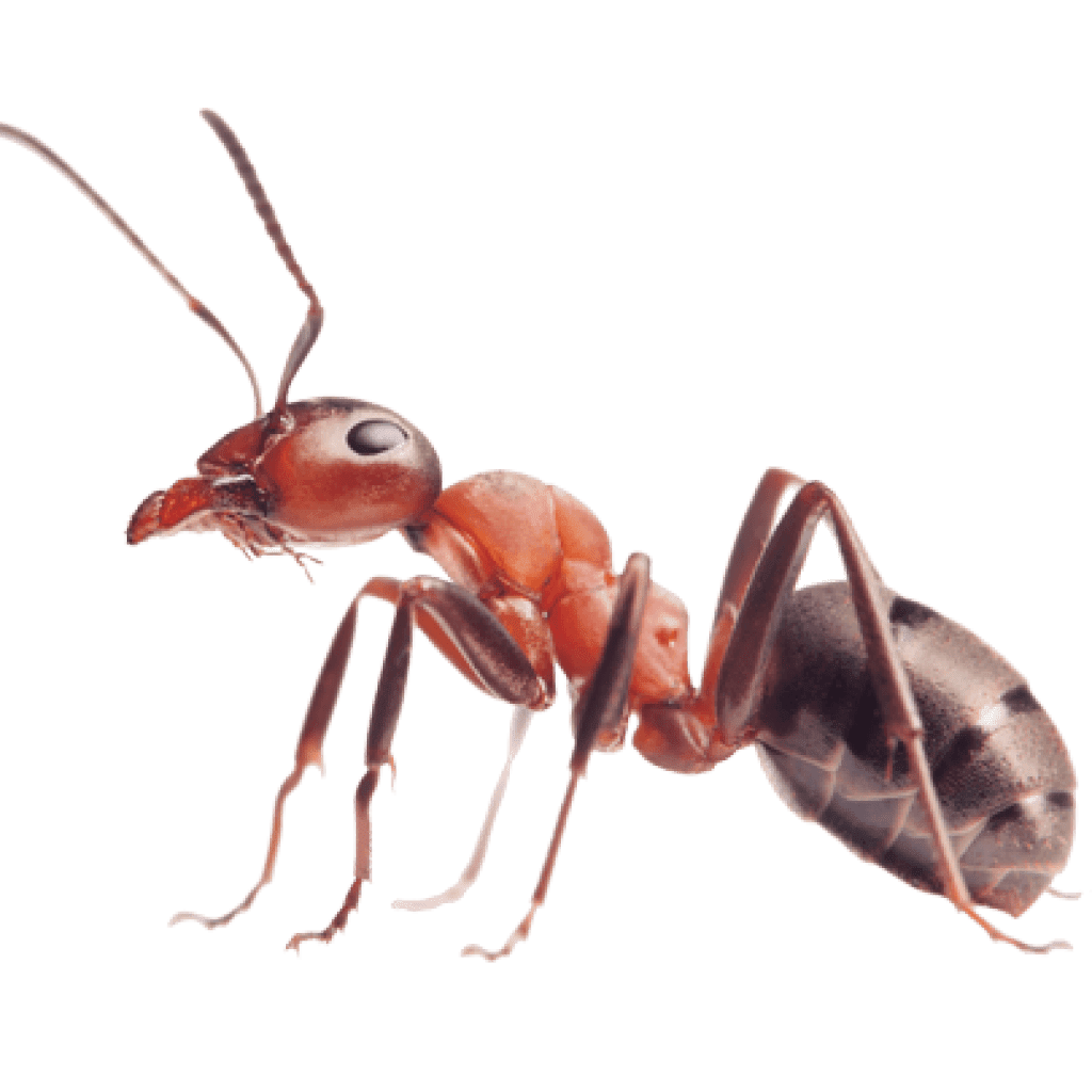 Carpenter Ant Background PNG