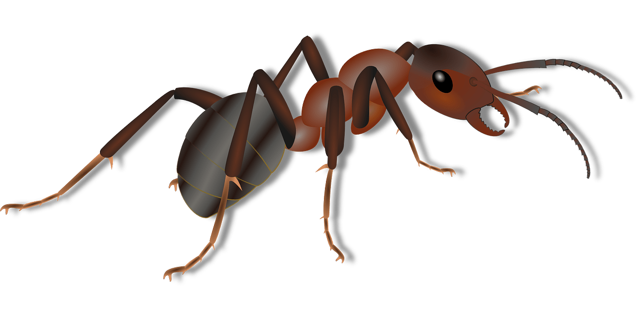 Carpenter Ant Download Free PNG