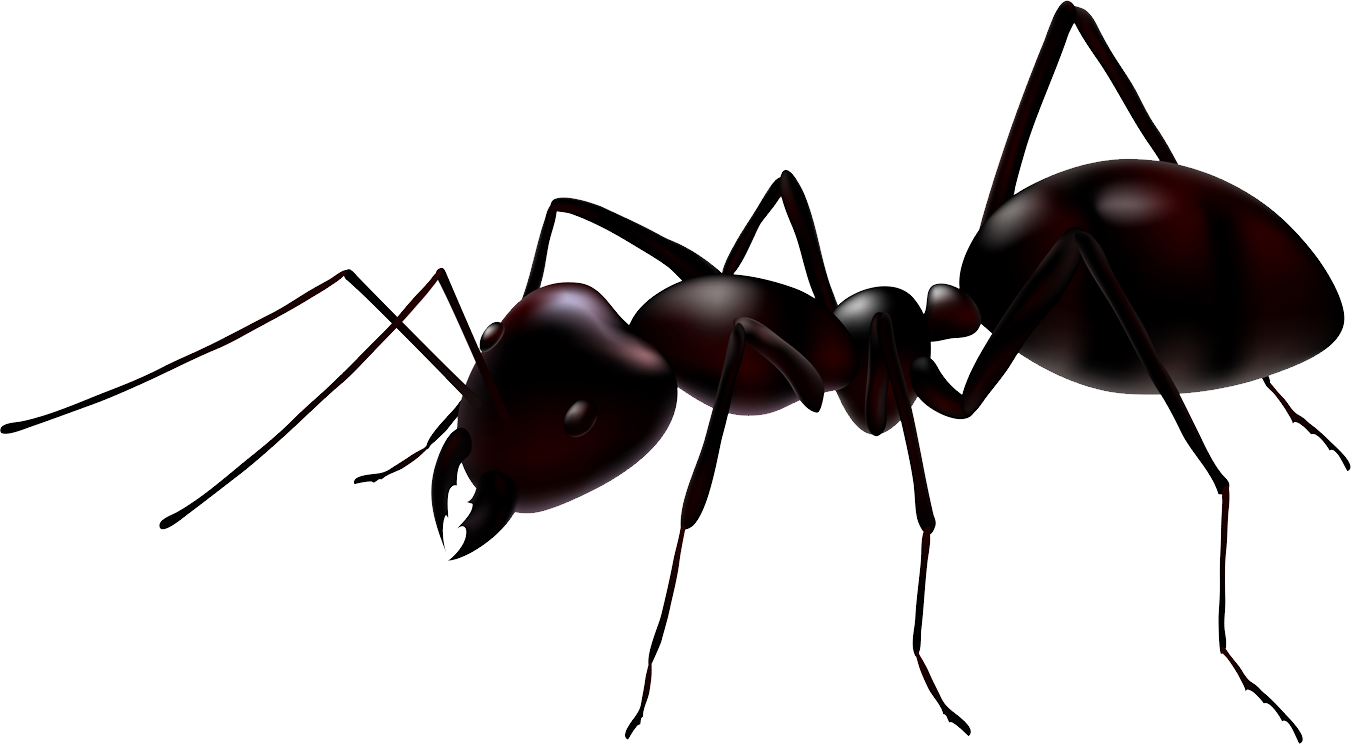 Carpenter Ant Free PNG
