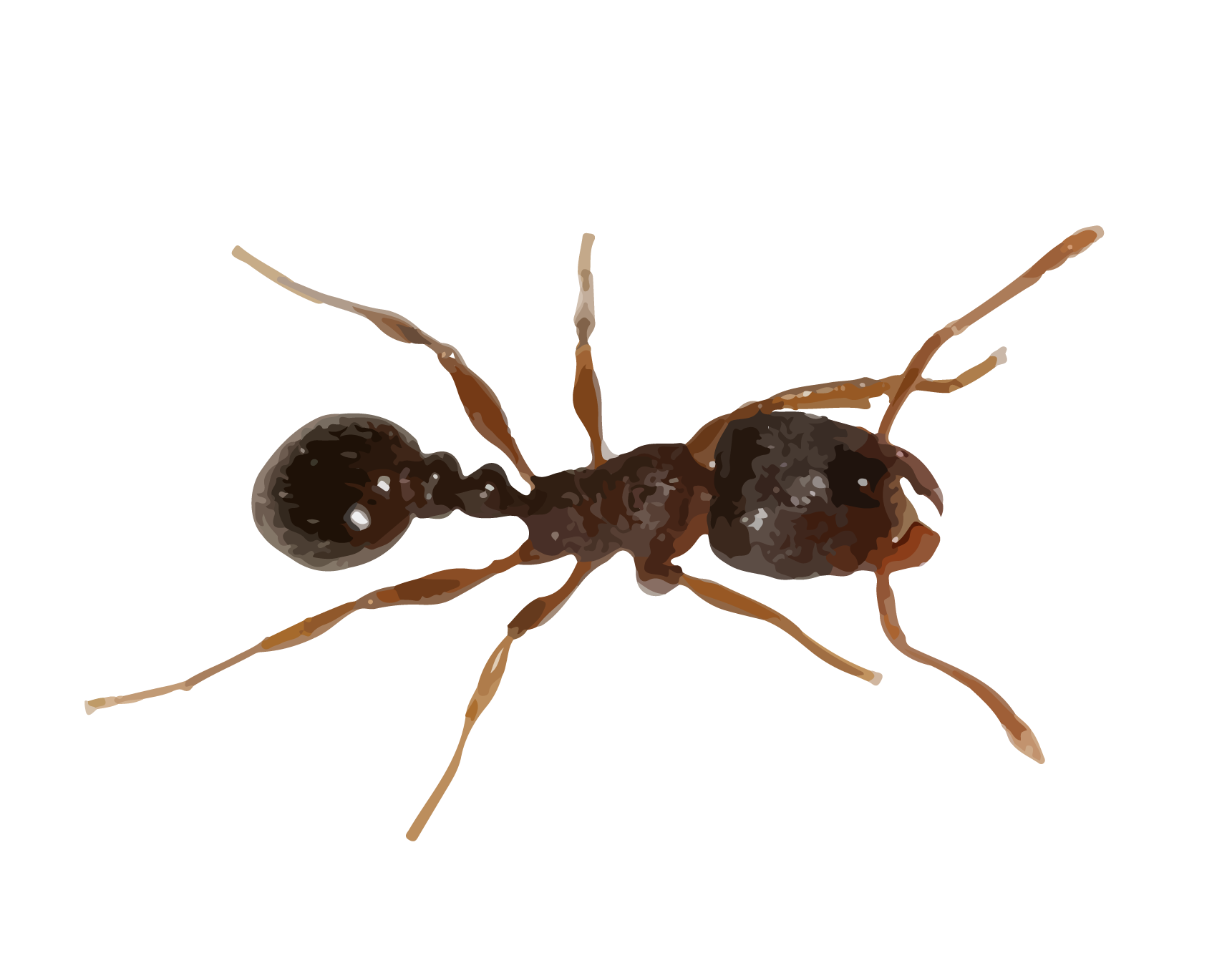 Carpenter Ant No Background