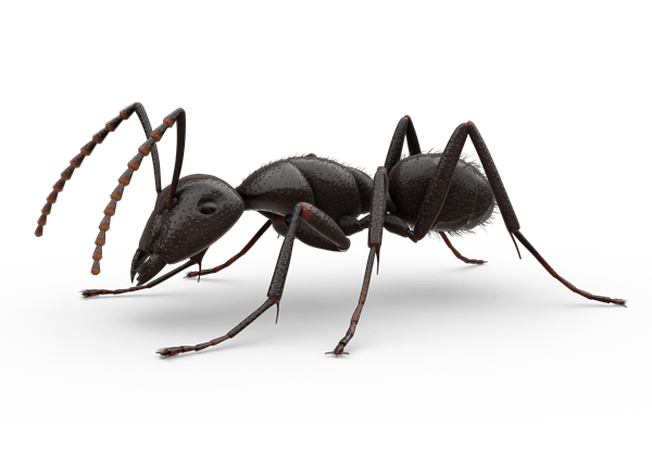 Carpenter Ant PNG Background