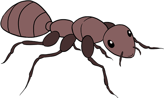 Carpenter Ant PNG HD Quality
