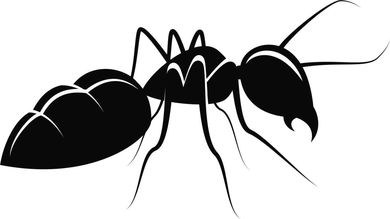 Carpenter Ant PNG Photo Image