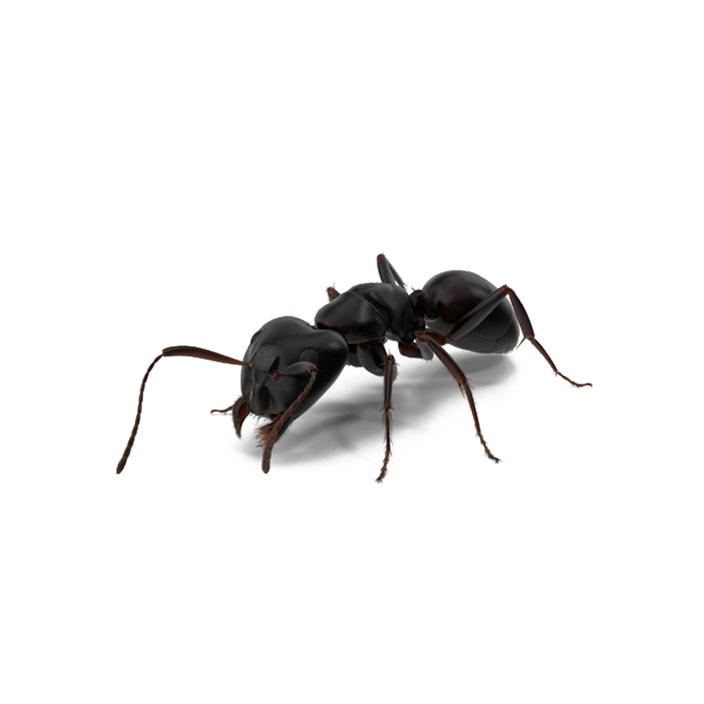 Carpenter Ant PNG Pic Background