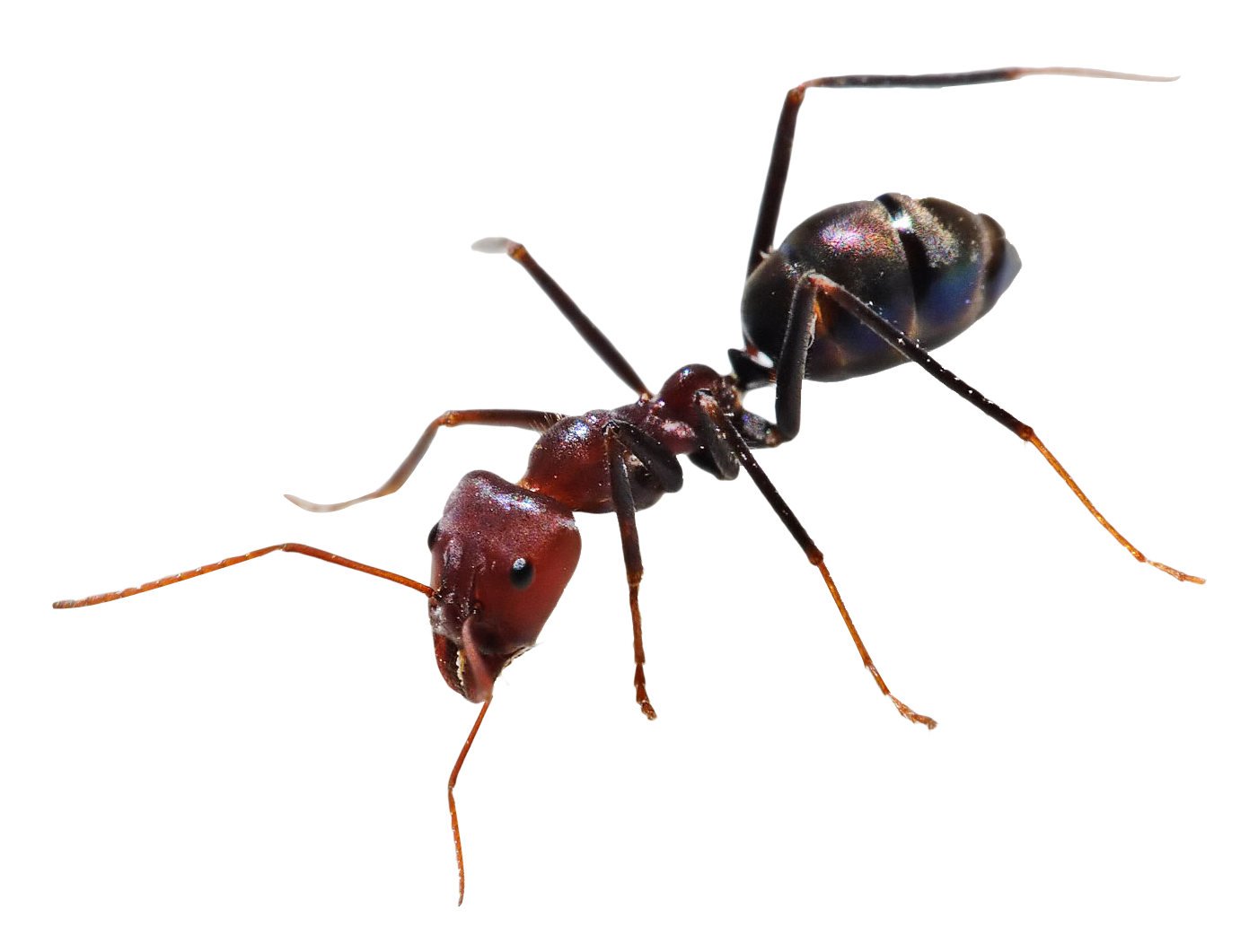 Carpenter Ant Transparent Background