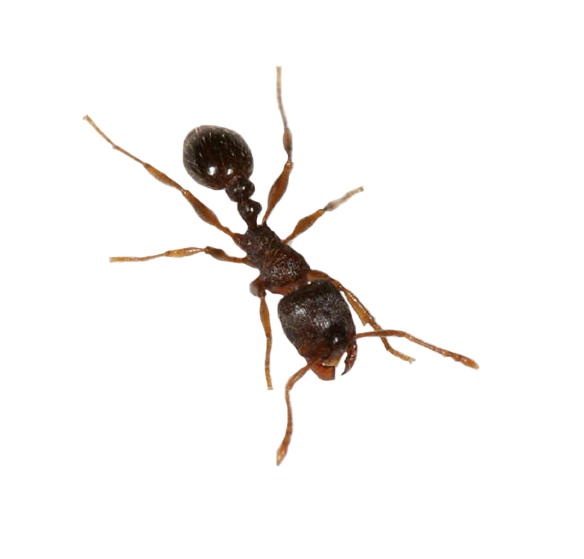 Carpenter Ant Transparent File
