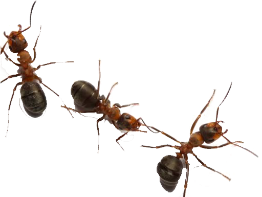 Carpenter Ant Transparent Free PNG