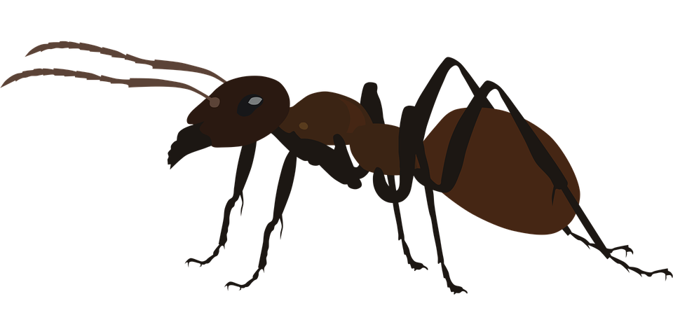 Carpenter Ant Transparent Image