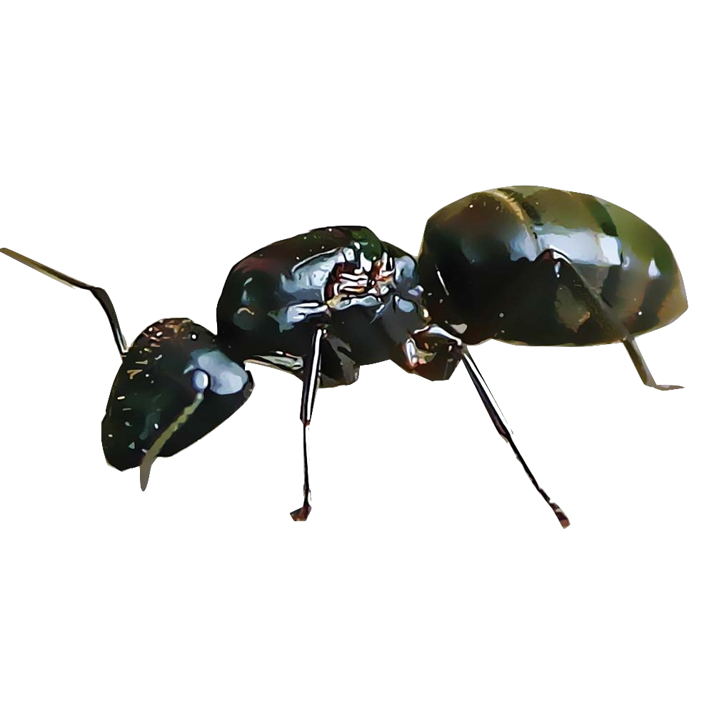 Carpenter Ant Transparent Images