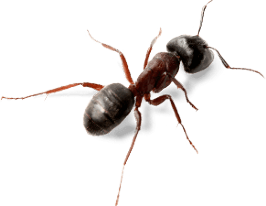 Carpenter Ant Transparent PNG