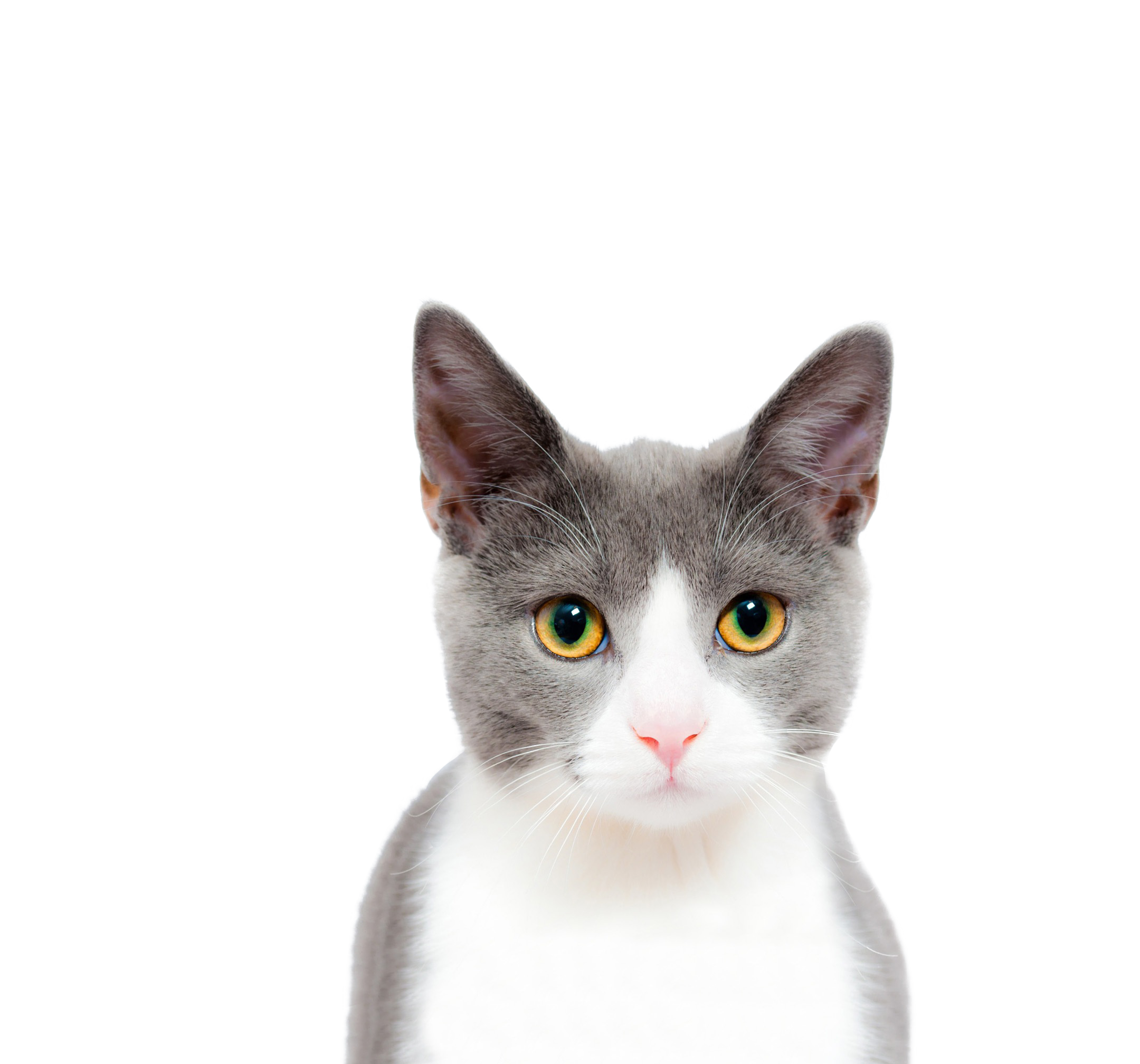 Cats PNG Pic Background