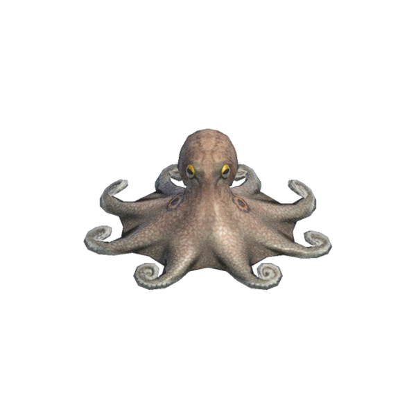 Cephalopod Background PNG