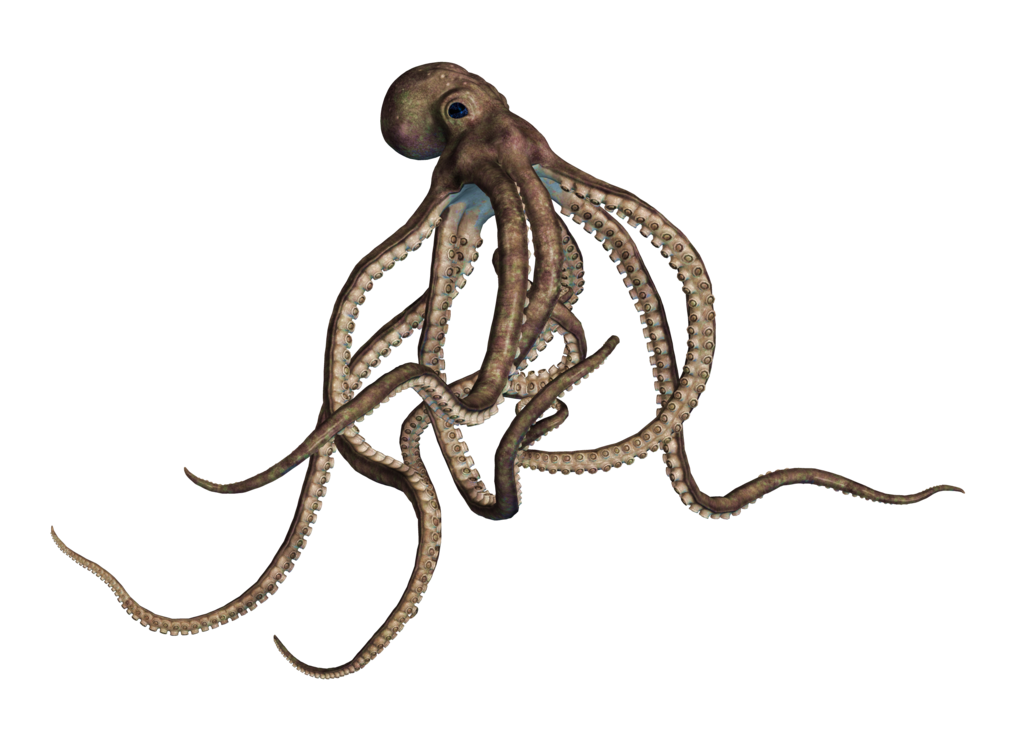 Cephalopod Free PNG