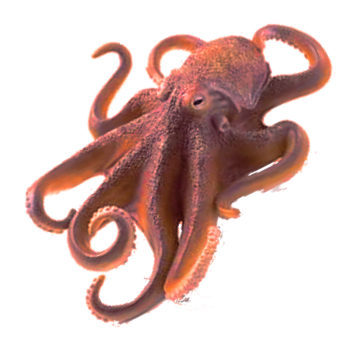 Cephalopod PNG Photos