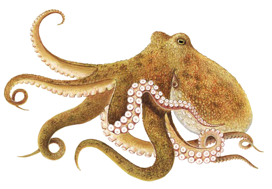 Cephalopod Transparent File
