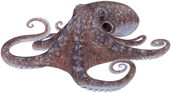 Cephalopod Transparent PNG