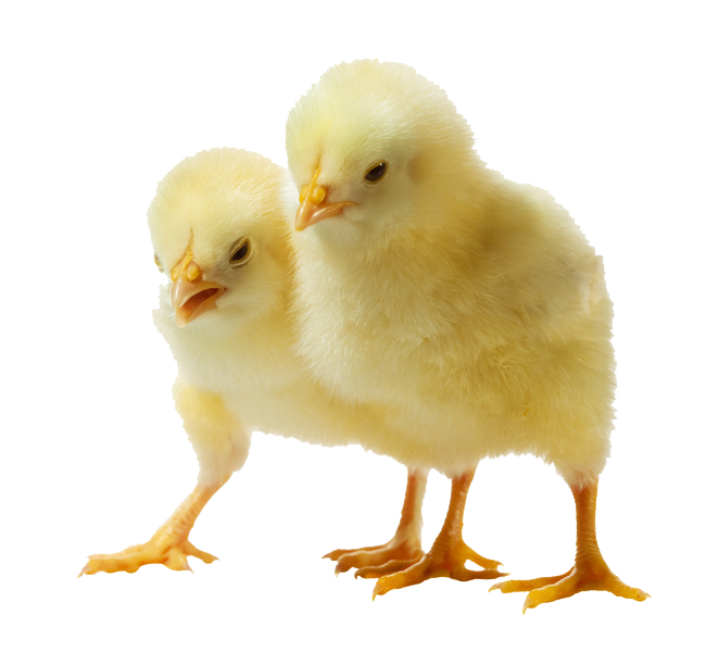 Chick Background PNG Image