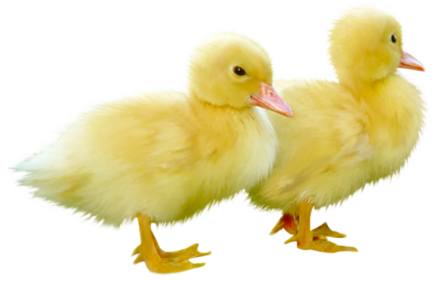 Chick PNG Clipart Background