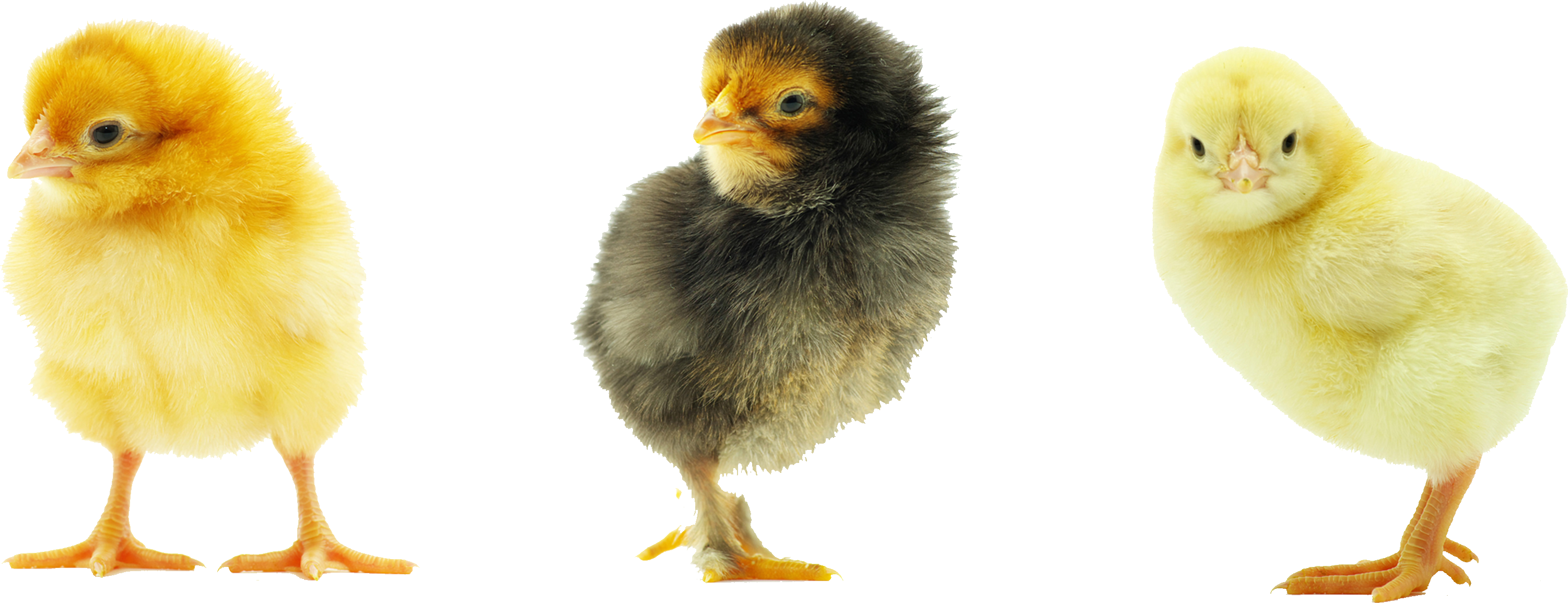 Chick PNG Images HD